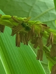 Anthophila
