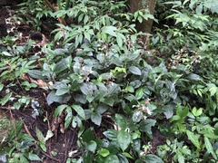 Odontochilus tashiroi