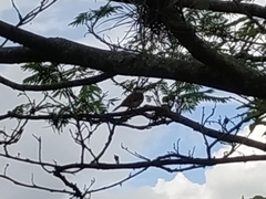 Pyrocephalus rubinus