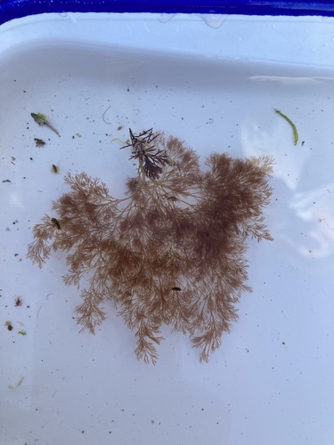 Polysiphonia elongata observed 2022-08-15