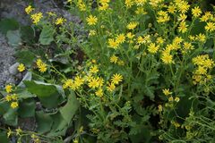 Senecio squalidus rupestris