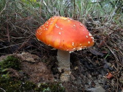 Amanita muscaria flavivolvata
