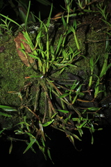 Scaphyglottis prolifera