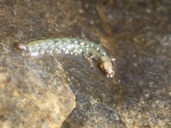 Rhyacophiloidea