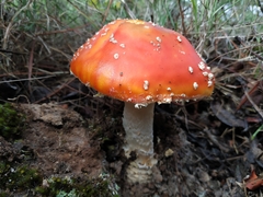 Amanita muscaria flavivolvata
