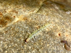 Rhyacophiloidea