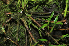 Scaphyglottis prolifera