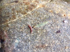 Rhyacophiloidea