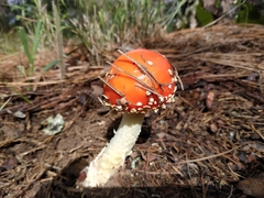 Amanita muscaria flavivolvata