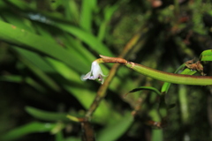 Scaphyglottis prolifera