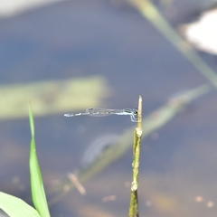 Agriocnemis splendidissima
