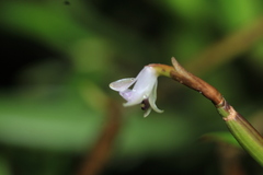 Scaphyglottis prolifera