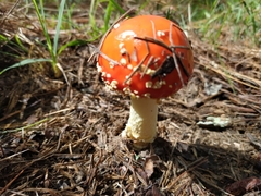 Amanita muscaria flavivolvata