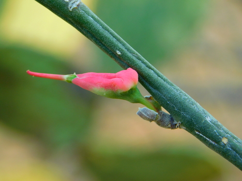 Euphorbia tithymaloides
