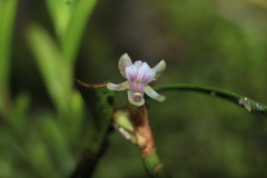 Scaphyglottis prolifera