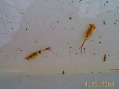 Eubranchipus vernalis