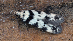 Pseudotelphusa scalella