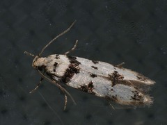 Pseudotelphusa scalella