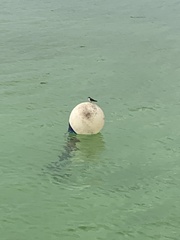 Tachycineta albilinea