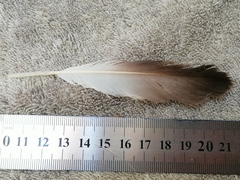 Aves