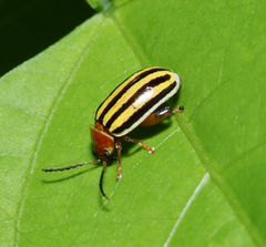 Kuschelina tenuilineata