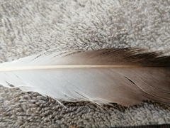 Aves