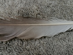 Aves