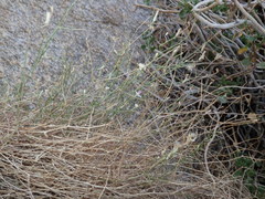 Stephanomeria