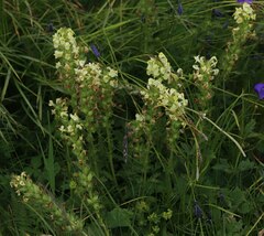 Pedicularis elongata