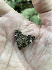 Coenipeta polynoe