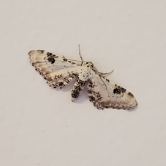 Eupithecia centaureata