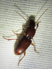 Stenomorphus
