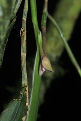 Epidendrum filamentosum