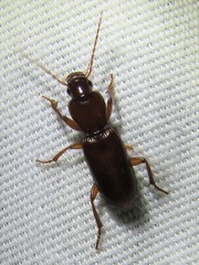 Stenomorphus
