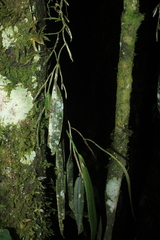 Epidendrum filamentosum
