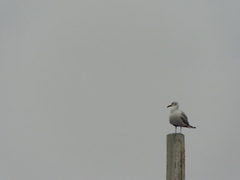 Chroicocephalus cirrocephalus