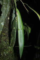 Epidendrum filamentosum