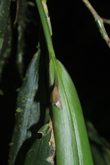 Epidendrum filamentosum