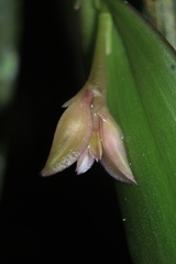 Epidendrum filamentosum