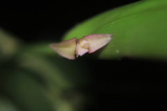 Epidendrum filamentosum