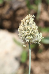 Alopecurus gerardii