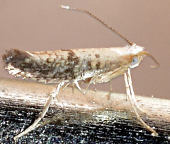 Argyresthia subreticulata