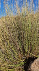 Anarrhinum forskaohlii