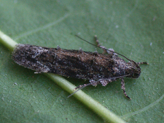 Psoricoptera gibbosella