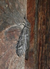 Protochauliodes spenceri