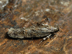 Psoricoptera gibbosella