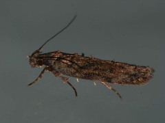 Psoricoptera gibbosella