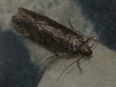 Psoricoptera gibbosella