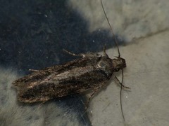 Psoricoptera gibbosella