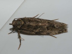 Psoricoptera gibbosella